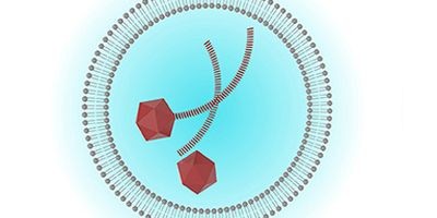 Зачем бактериофаги пакуют в липосомы
